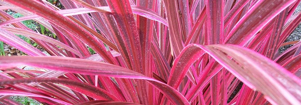 Cordyline electric pinkhero.jpg